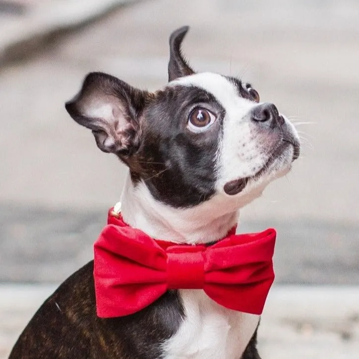 Cranberry Velvet Bow Tie Collar