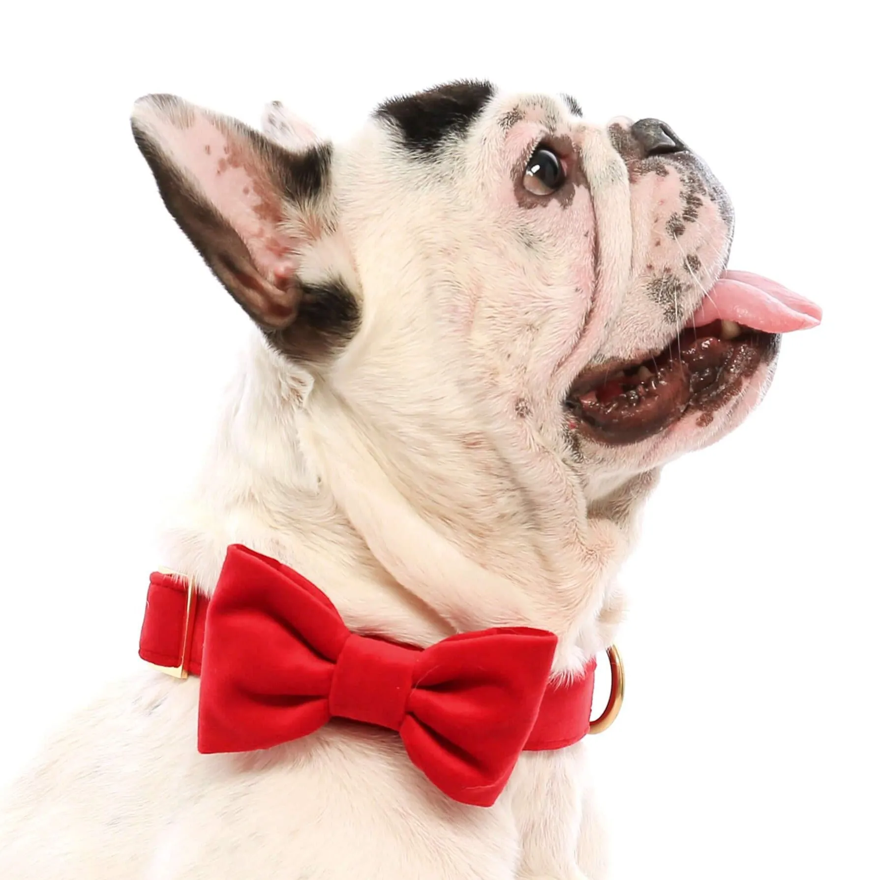 Cranberry Velvet Bow Tie Collar