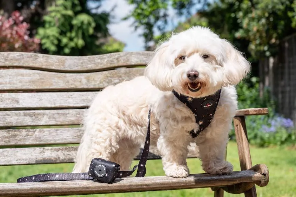 Funk the Dog Harness | Night Sky