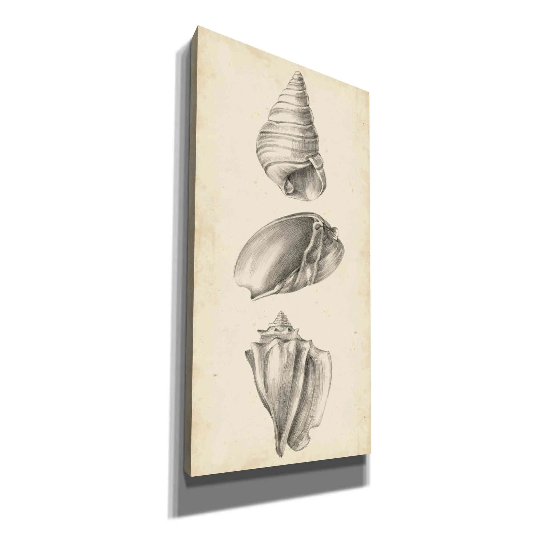 "Antique Shell Study Panel II" by Ethan Harper, Canvas Wall Art