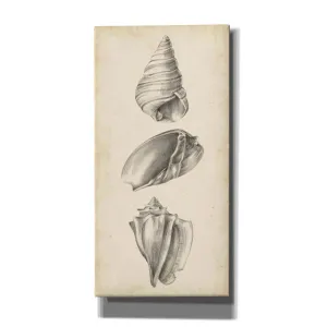 "Antique Shell Study Panel II" by Ethan Harper, Canvas Wall Art