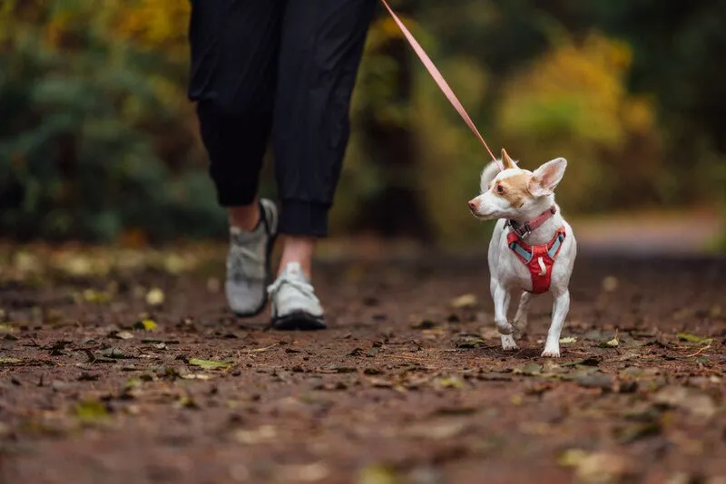 Ruffwear - Hi & Light Collar